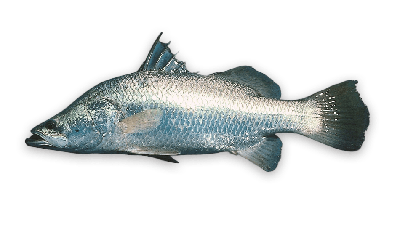 Barramundi thumbnail