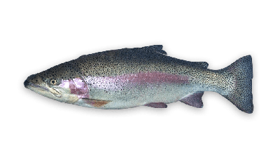 Rainbow trout thumbnail
