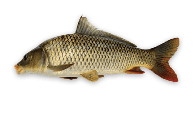 Common carp thumbnail