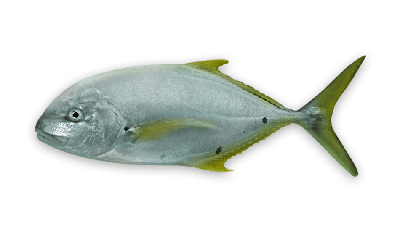 Golden trevally thumbnail