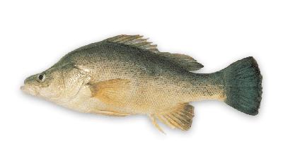 Golden perch thumbnail