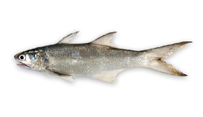 Blue threadfin thumbnail