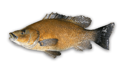 Sooty grunter thumbnail