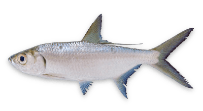 Indo-Pacific tarpon thumbnail