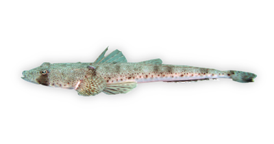 Sand flathead thumbnail