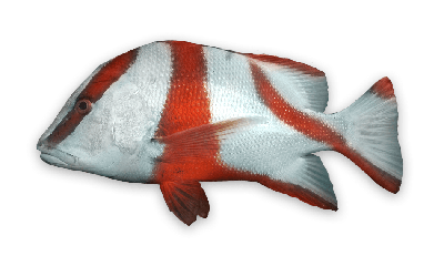 Emperor red snapper thumbnail