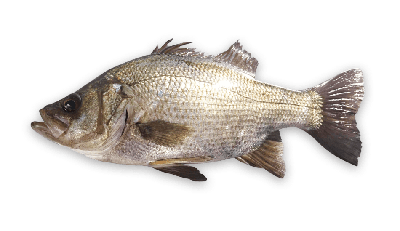 Estuary perch thumbnail