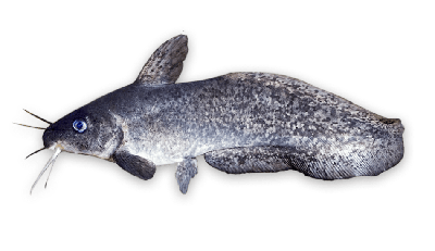 Eel-tailed catfish thumbnail