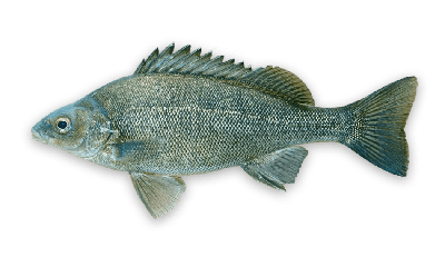 Silver perch thumbnail