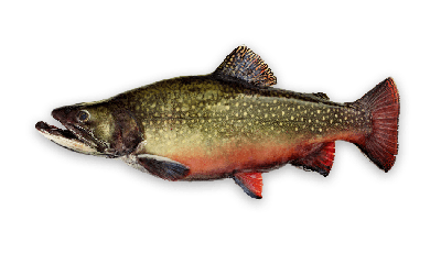 Brook trout thumbnail