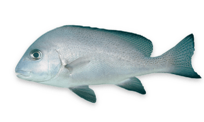 Painted sweetlips thumbnail