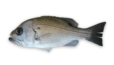 Pearl perch thumbnail