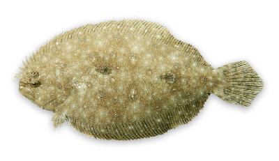 Largetooth flounder thumbnail