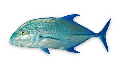 Bluefin trevally thumbnail
