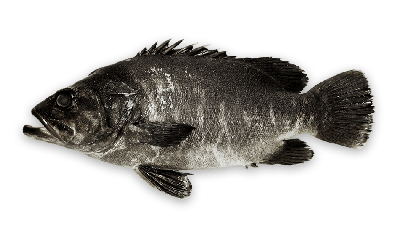 Bass groper thumbnail