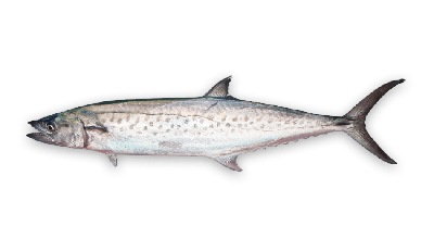 Spotted mackerel thumbnail