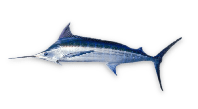 Blue marlin thumbnail