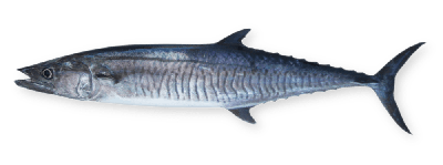 Narrow-barred spanish mackerel thumbnail