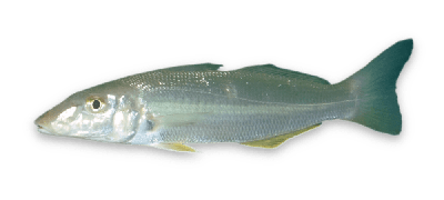 Sand whiting thumbnail