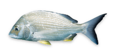 Yellowfin bream thumbnail
