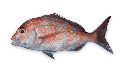 Australasian snapper thumbnail