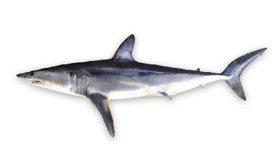 Mako shark thumbnail