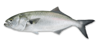 Bluefish thumbnail
