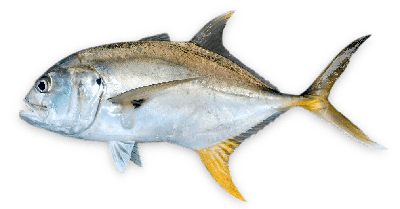 Crevalle jack thumbnail