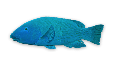 Blue groper thumbnail