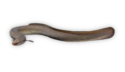 Short-finned eel thumbnail