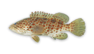 Orange-spotted grouper thumbnail