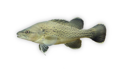 Trout cod thumbnail