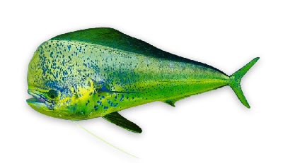 Dolphinfish thumbnail