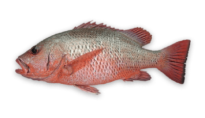 Mangrove red snapper thumbnail
