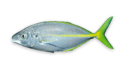 Silver trevally thumbnail