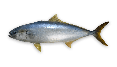 Yellowtail kingfish thumbnail