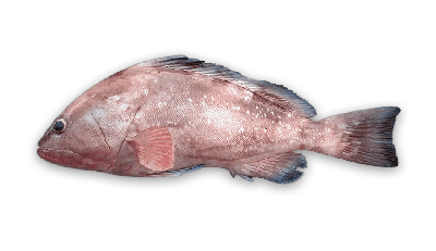 Red grouper thumbnail