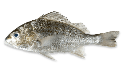 Javelin grunter thumbnail