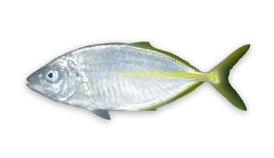 White trevally thumbnail
