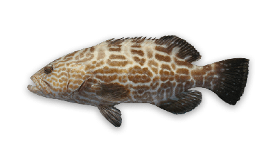 Black grouper thumbnail