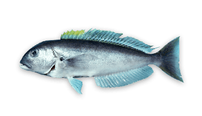 Blueline tilefish thumbnail