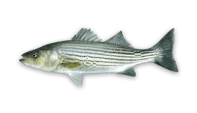 Striped bass thumbnail