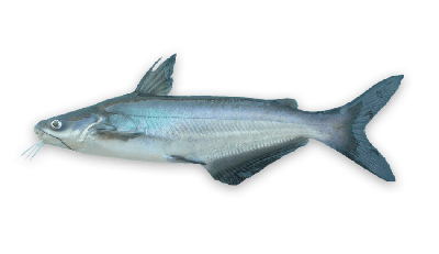 Blue catfish thumbnail