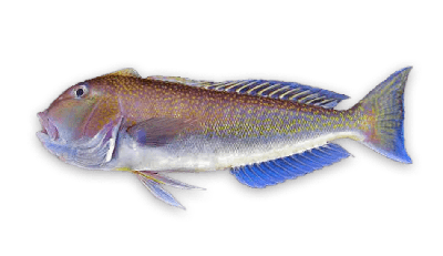 Golden tilefish thumbnail