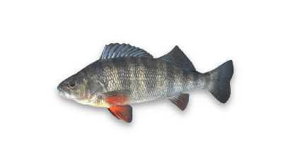 Yellow perch thumbnail