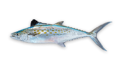 Spanish mackerel thumbnail