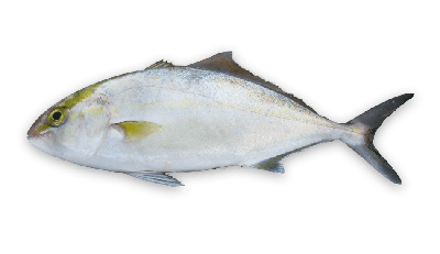 Lesser amberjack thumbnail