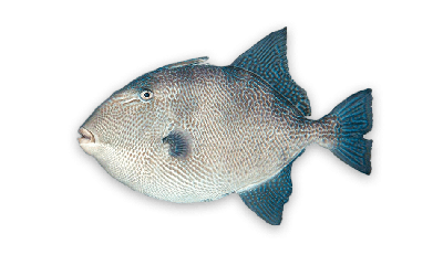 Gray triggerfish thumbnail