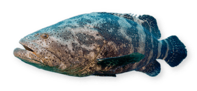 Goliath grouper thumbnail
