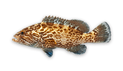 Gag grouper thumbnail